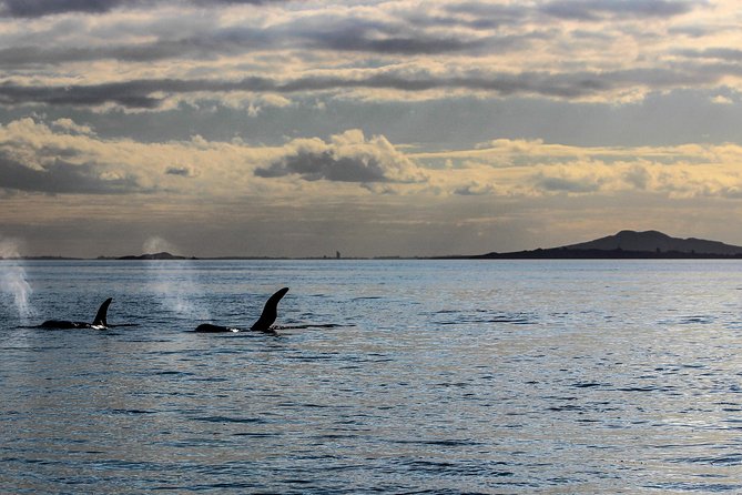 Sunset kayak tour to Rangitoto Island - Rangitoto at sunset: why this route feels special