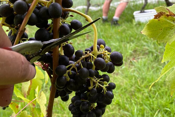 The Boutique Experience: Waiheke Best Cellar Tour (11 guests max) - Vineyard Stop Style You’ll Probably Recognize: Postage Stamp and Social Tastings