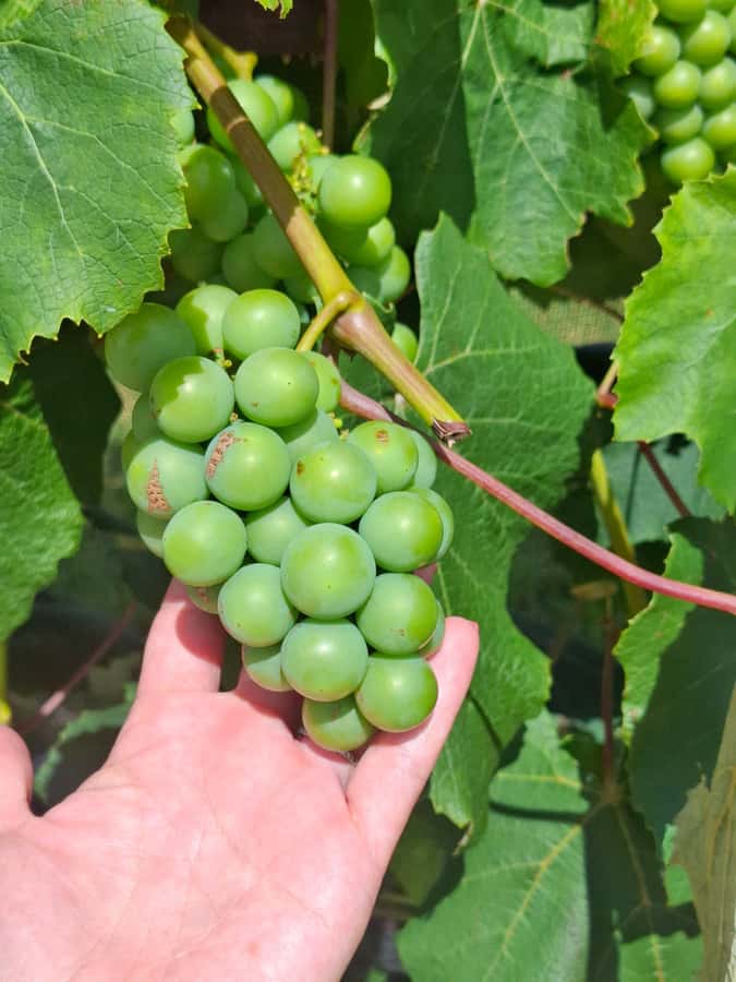 The Boutique Experience: Waiheke Island Best Cellar Tour - Transport around the island: comfort, timing, and what to plan for
