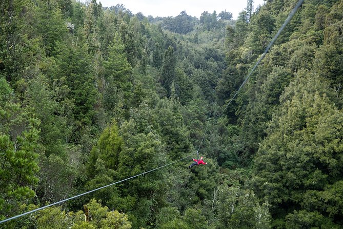 The Ultimate Canopy Zipline Experience Private Tour From Auckland - How the Ultimate Canopy Day Feels from Auckland