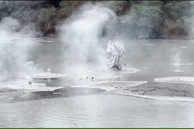 TRIPLE DEAL Wai-O-Tapu, Redwood Forest & Blue Springs Ex Auckland - Walking Through Whakarewarewa Forest: Towering Redwoods and Real Fresh Air