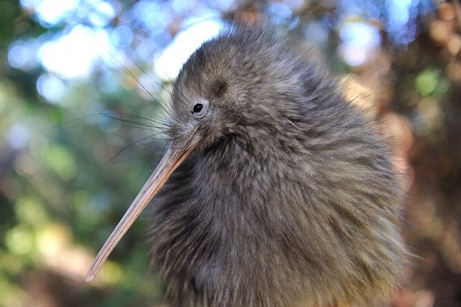 Twilight Wild Kiwi Bird Encounter Private Tour - Key takeaways before you book