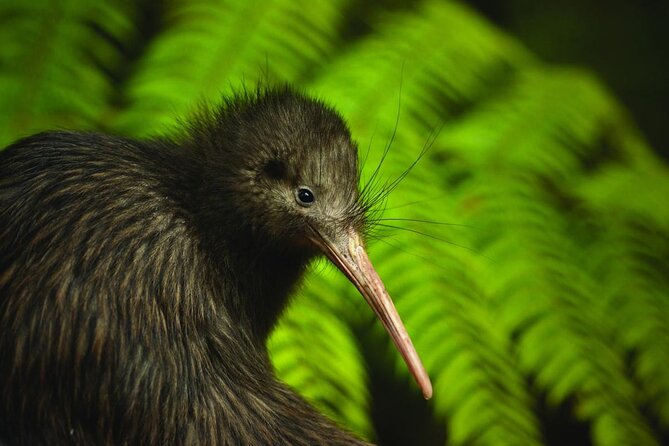 Twilight Wild Kiwi Bird Encounter Private Tour - Matakana Dinner at Matakana Market Kitchen Before the Dark Trail