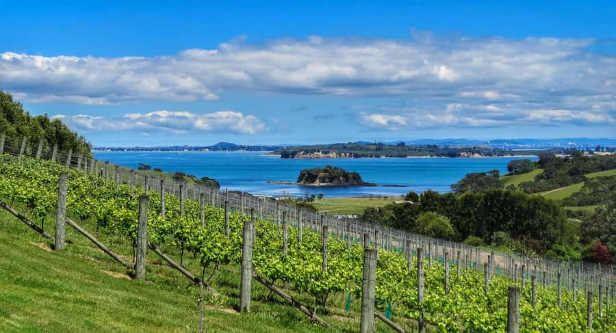 Waiheke Island: Afternoon Wine Tour with Oceanfront Lunch - Practical notes you should know before you go