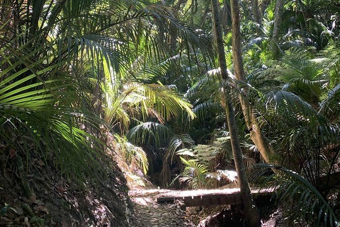 Waiheke Island Bush & Beach Walk - Price check: is $260.64 worth it?