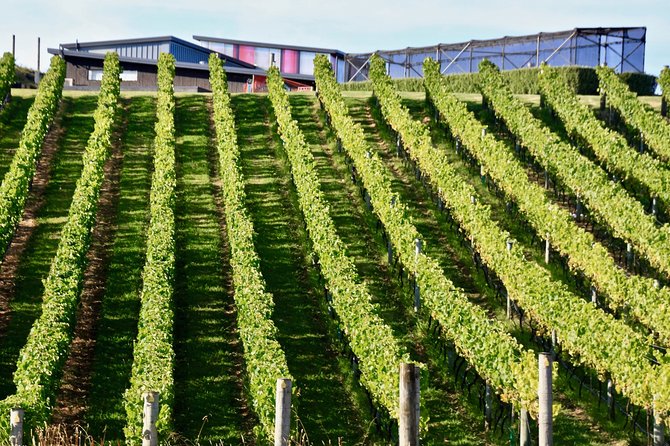 Waiheke Island - Fly and Dine (from North Shore Airport) - The Open Ferry Ticket: How You Can Stretch the Day