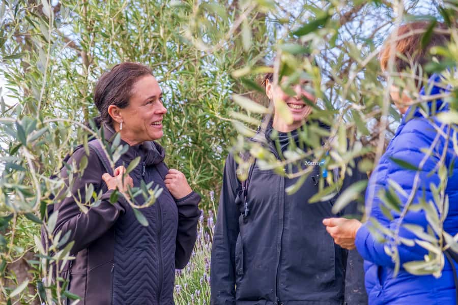 Waiheke Island: Premium Vineyard, Wine Tasting and Bush Walk - Waiheke’s premium vineyard walk: what you’re really buying