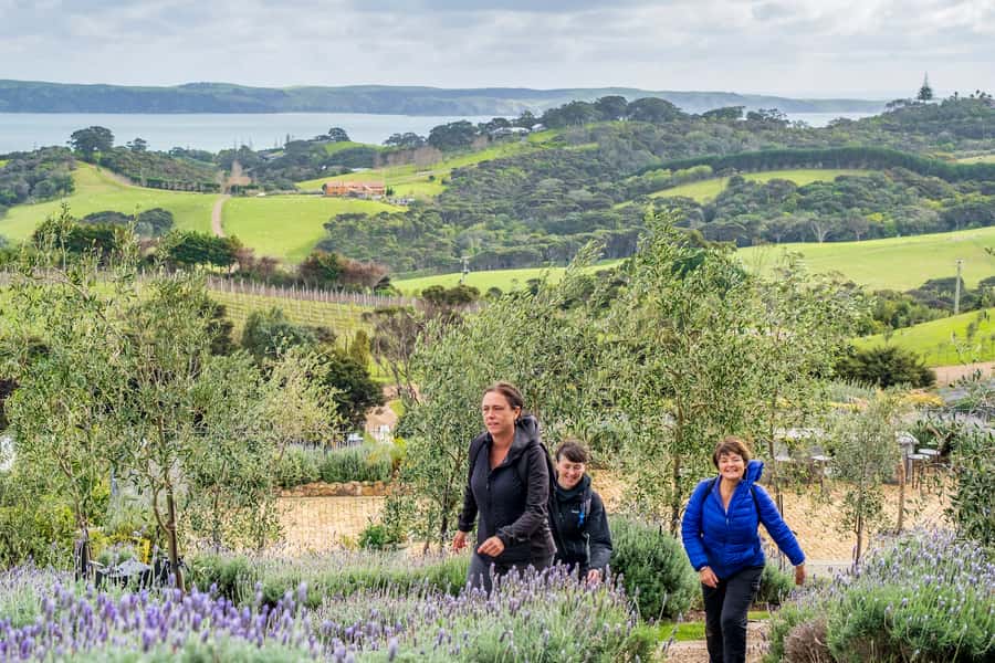 Waiheke Island: Premium Vineyard, Wine Tasting and Bush Walk - The bush walk portion: Atawhai Whenua Forest and Bird Reserve
