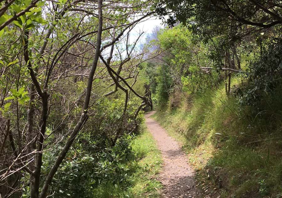 Waiheke Island: Premium Vineyard, Wine Tasting and Bush Walk - Mudbrick Vineyard tasting: the first pour with island context