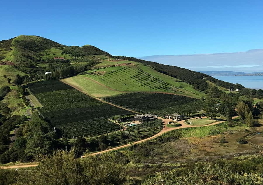 Waiheke Island: Premium Vineyard, Wine Tasting and Bush Walk - Coffee and a bite: keep it flexible and simple