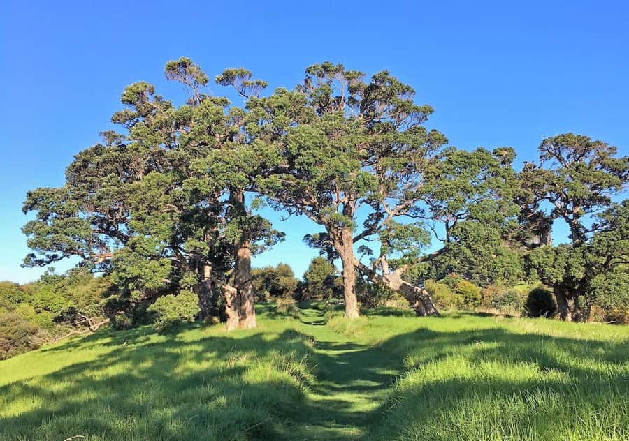 Waiheke Island: Premium Vineyard, Wine Tasting and Bush Walk - Price and value: is $269 worth it?