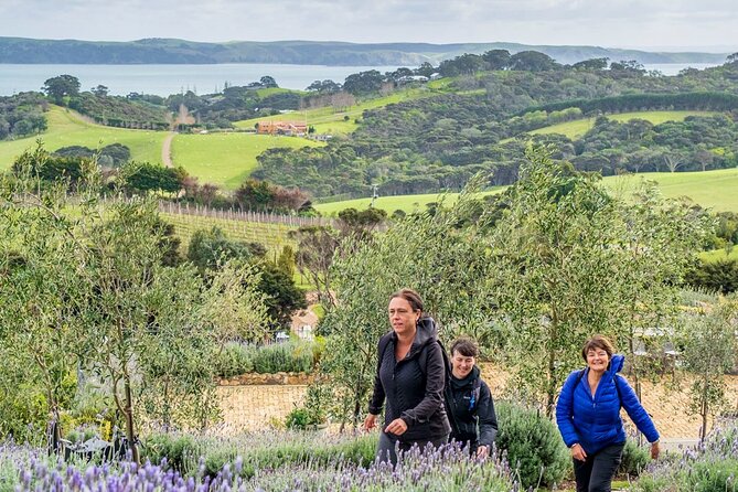 Waiheke Island Private History and Heritage Tour - The Pa-Site Summit Walk: Kumara Pits, Shell Middens, and Defensive Terraces