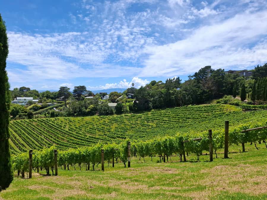 Waiheke Island: Sip and Savor 3 Vineyards Tour with Lunch - Lunch stop: a long, tasty break with a glass of wine