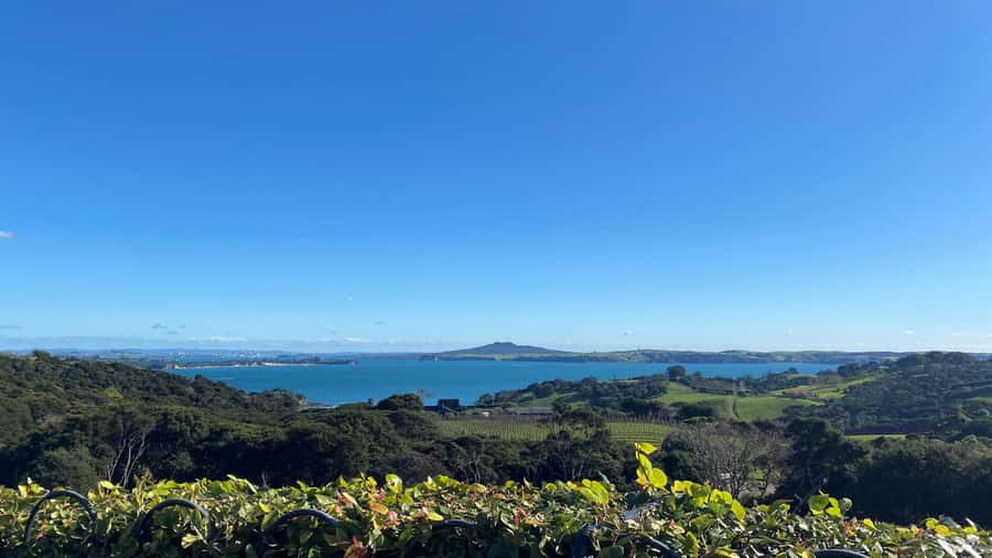 Waiheke Island: The Essence of Waiheke Wine Tour - Key things to know before you go