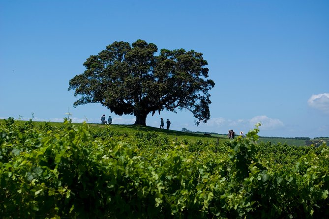 Waiheke island Wine Tours - PREMIUM wine tasting MAX 11 clients ! - The core of the day: premium tastings at 3 vineyards