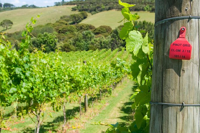 Waiheke island Wine Tours - PREMIUM wine tasting MAX 11 clients ! - Small group energy: MAX 11 and how that affects the vibe