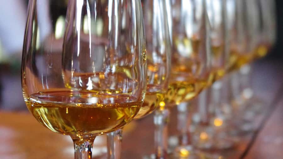 Waiheke Island Wine Tours - PREMIUM Wines - Max 11 clients ! - Ferry Timing and Waiheke Pickup: how to make the day run smoothly