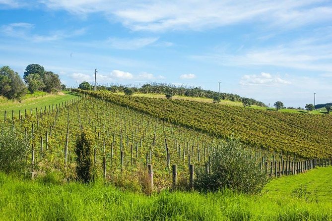 Waiheke island wine tours with Waitiki Tours - Price and what $155.28 is buying you