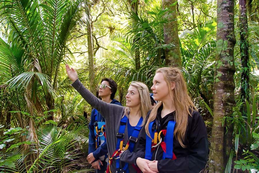 Waiheke Island: Zipline and Native Forest Adventure Trip - The return forest walk: where the history and ecology click
