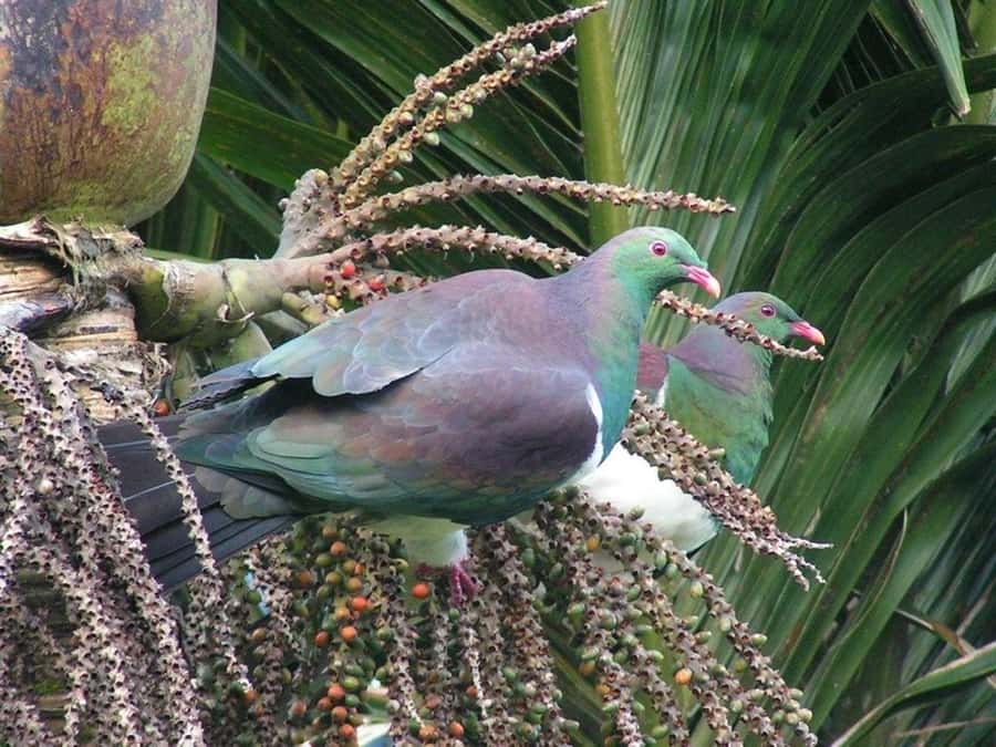 Waitakere Ranges Wilderness Experience Tour from Auckland - Guides Make the Day: Why Names Like Murray and Erin Keep Coming Up