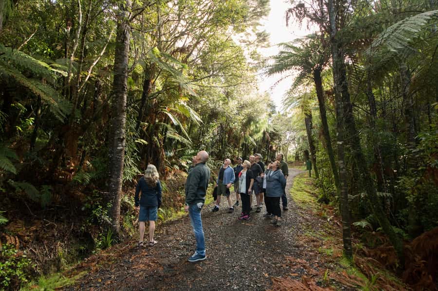 Waitakere Ranges Wilderness Experience Tour from Auckland - Kiwi-Style Afternoon Tea: A Small Inclusion With Big Vibes