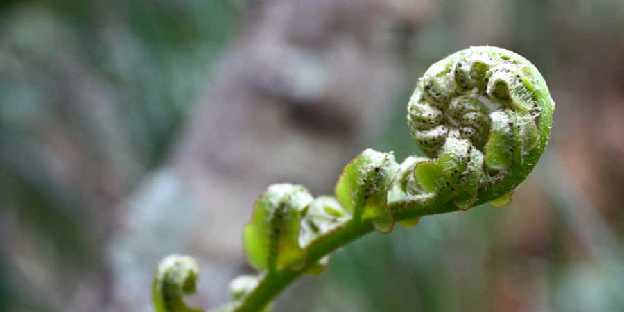 Waitakere Ranges Wilderness Experience Tour from Auckland - Quick Practical Tips So Your Day Feels Easy