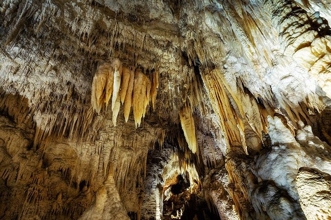Waitomo Caves & Rotorua - Te Puia Small-Group Tour from Auckland - The 6:00 am departure and Waikato drive: turning travel time into part of the tour