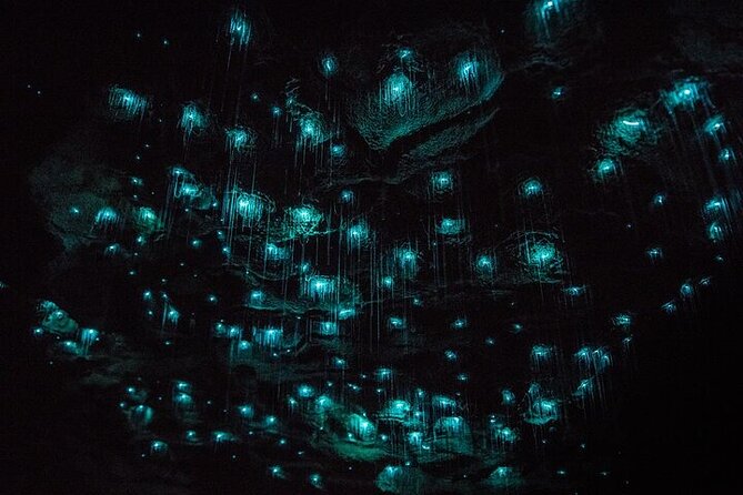 Waitomo Glow Worm Caves & Te Puia (Rotorua) Private Tour - Waitomo Glow Worm Caves: the grotto walk and the river boat