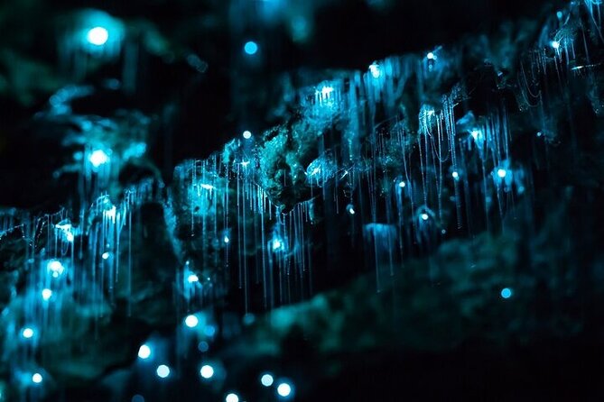 Waitomo Glow Worm Caves & Te Puia - Rotorua's Geothermal Valley - The 6:00 am Auckland Pickup and the Drive That Sets the Tone